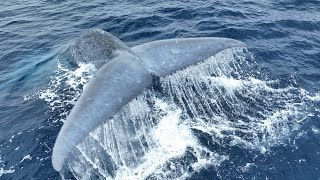 The majestic Blue Whale swimming and diving [upl. by Tezzil]