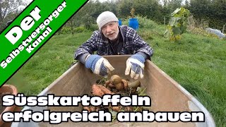 Süsskartoffeln erfolgreich im Garten anbauen [upl. by Arahahs]