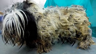 The Ultimate Grooming Makeover Saving an Abused DOG With a Stunning Shaving Session [upl. by Harehs]