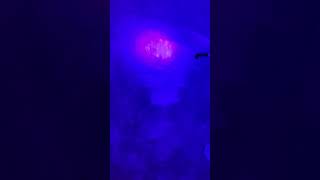 Revealing Pet Urine Secrets with Ultraviolet Black Light  Healthy Carpets Ann Arbor MI [upl. by Megargee138]