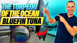 The Torpedo of the Ocean Bluefin Tuna Anatomy amp Adaptations [upl. by Enined476]