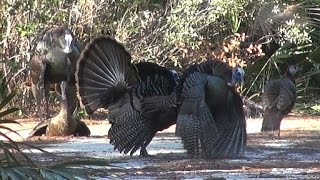 Awesome Osceola Turkey Hunt [upl. by Alieka]