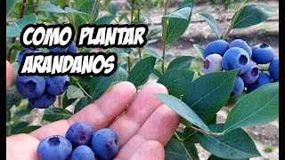 Como Plantar Arandanos con Exito  La Huerta de Ivan [upl. by Eivets]