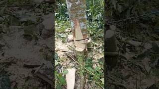 shortsviral💝 macaranga🌳tree cutting machine💯 shortsvideo😎 [upl. by Fianna160]