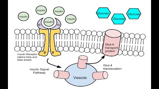 Glycolysis [upl. by Clover]