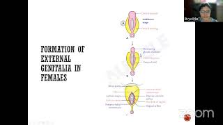 Auricles Exam Mastery Anatomy Live Class about Development of Genitourinary2 system by Dr Divya [upl. by Gimble]