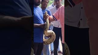 Python bite to the snake catcherpart2 cobra python trending snakevideobts [upl. by Luahs]