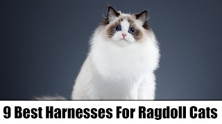 9 Best Harnesses For Ragdoll Cats [upl. by Eendyc]