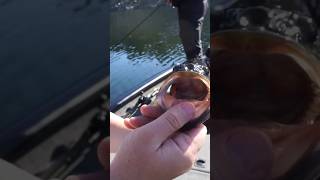 NATRIX Top Water fishing catchandrelease pesca fish top life bass topwater short lake [upl. by Enawyd]