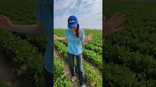 Mayocoba Bean Field Update  Flowers Baby Bean Pods and Thank You Farmers [upl. by Nilhtac]