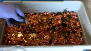 Making Fresh Cajun Pork Sausage [upl. by Luis]