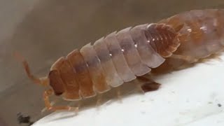 Isopod Morph Unboxing from Derrick Niehaus [upl. by Atilam29]