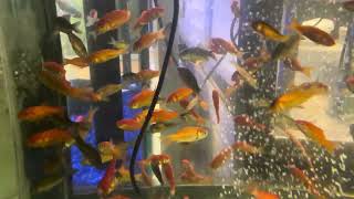 Comet Feeder Goldfish in a Pet Store Aquarium [upl. by Zeret]