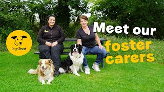 What does it take to become a foster carer 🐶💛  Dogs Trust [upl. by Ramedlaw]