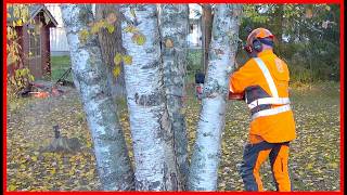 Learn a Safe Way to Remove Backyard Trees one tree revenges [upl. by Amerd947]