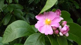 Pereskia grandifolia Cactus rosa [upl. by Yarised]