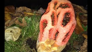 Clathrus ruber Red Cage Stinkhorn erupting from their eggs time lapse [upl. by Elman]