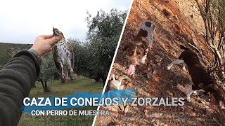 Caza de Conejos 🐰 con perro de muestra y Zorzales al paso Continuamos el adiestramiento de Billy [upl. by Rhynd]