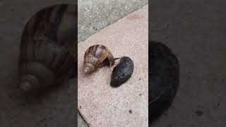 FASTEST MOLLUSC IN THE WORLD  SHORTS [upl. by Ylak]