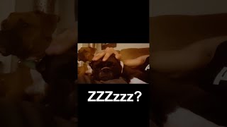 Snoring Boxer Reaction To Massage shorts [upl. by Nohsad83]