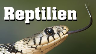 Reptilien  Biologie Evolution und Artenkunde [upl. by Zingale]