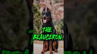 THE BEAUCERON [upl. by Afatsuom]