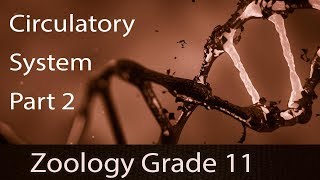 Circulatory System  Types  Advantages  Circulatory Pathways  Heart Of Vertebrates  Part 2 A [upl. by Egdirdle643]