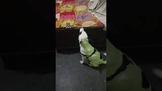 Mera dost laya Naya puppy today mini vlog shorts minivlog youtube youtubevlog youtubeshorts [upl. by Rambert]