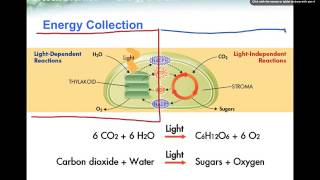 ATP and Photosynthesis [upl. by Savina]