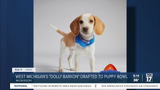 Muskegon shelter pup to appear in 20th annual Puppy Bowl this Sunday [upl. by Freyah200]