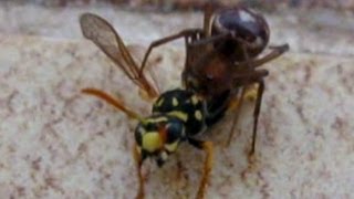 WASP SPIDER AND WASPS FROM THE WASP NEST Live feeding [upl. by Harve680]