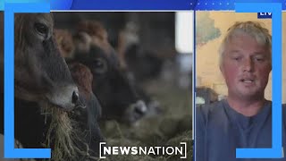 Maine farmer All milk was pulled from shelves due to forever chemicals  NewsNation Prime [upl. by Amri]