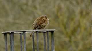 Dunnock singing  Heckenbraunelle singt [upl. by Brader]