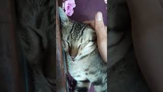 youtubeshorts cat tredingcute funnycat tredingvid funny catlover [upl. by Oina]