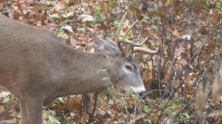 4 Ingredients for Highly Attractive Deer Bedding Areas [upl. by Knepper425]