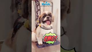 Can a Good Groom Shih tzu REALLY Change Your Pets Life  shih tzu grooming shorts zotails [upl. by Junno]