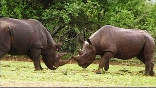 Rare Black Rhinos Fight Best Footage EVER Reordered In The Wild [upl. by Reklaw]