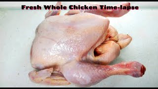 Fresh Whole Chicken Timelapse [upl. by Aerised]