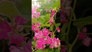 অপরূপ সুন্দর অনন্তলতা ফুল💐। onontolota flower floweringplant shorts youtube [upl. by Dawna642]