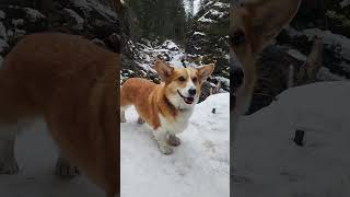 Big world small Corg dogs doglover puppy corgi doglife viral dogs pets fun happy smile [upl. by Alexia]