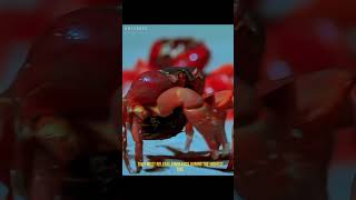 The red crab  universeofmusic animals documentary animalworldlife [upl. by Maffa429]