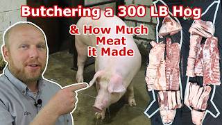 Watch us Butcher a 300 LB Hog See The Cuts it Made and Find out the total Meat Yield [upl. by Joshuah]