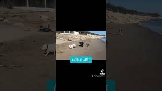 Cani corrono e giocano al mare Liberi si divertono in mezzo alla spiaggia di sabbia [upl. by Johan]