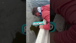 They Found a Baby Deer in the Middle of the Lake 😳 shorts [upl. by Richy]