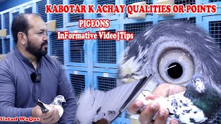 Ustad WaqasKabotar K Achay Qualities or PointsHow to identifyPigeons Informative VideoTipsInfo [upl. by Rip]