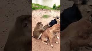 Dogs and chickens and monkeys are friends when they meet they are very happy eulachon subscribe [upl. by Xad]