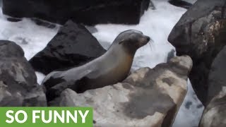 Territorial sea lion chases tourists away [upl. by Carvey264]