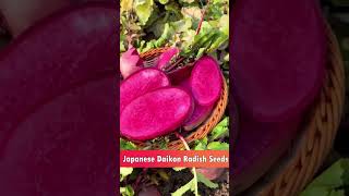 Japanese daikon Radish Seeds [upl. by Markos]