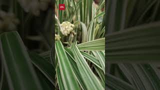 Variegated Mondo Grass  Ophiopogon Jaburan shorts plants flowers gardening 2024 [upl. by Anerrol]