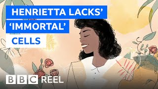 Henrietta Lacks The immortal cells that changed the world  BBC REEL [upl. by Ethbinium]